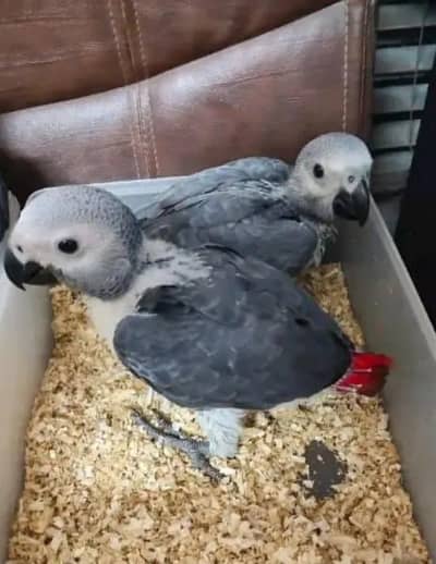 African grey parrot chicks for sale 03071267172