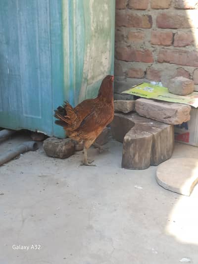 2 misri murghi  1 desi murghi