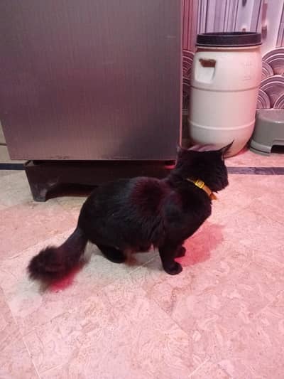 black persian cat female