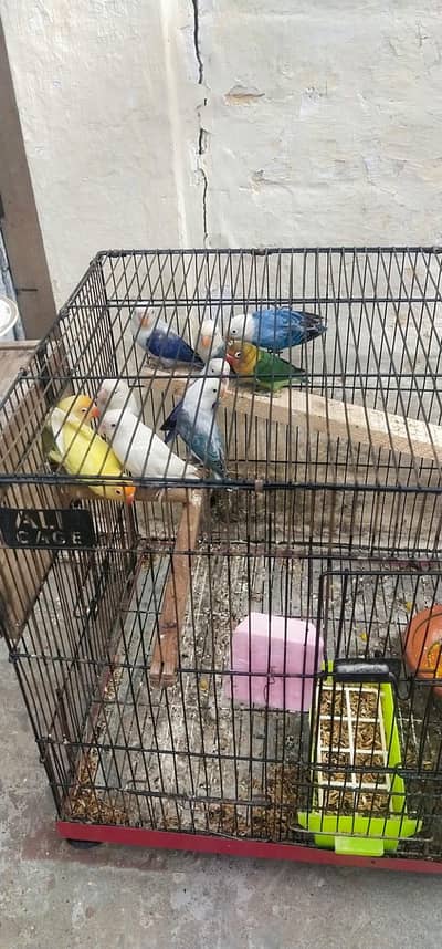 Breedar pair  All mutation