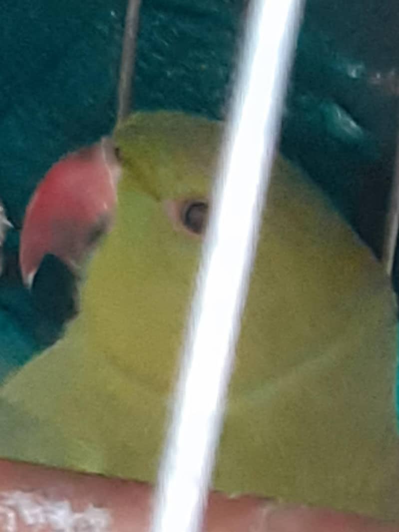 Indian ringneck 2