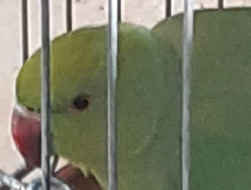 Indian ringneck 3