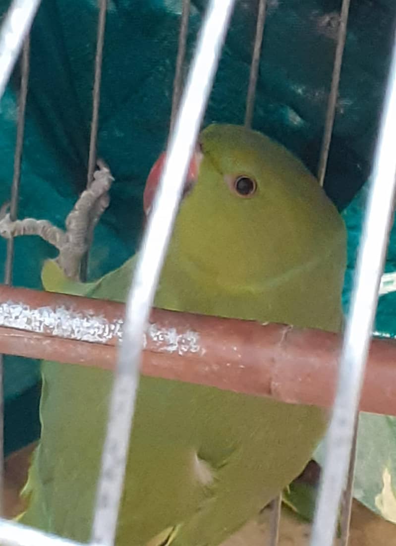 Indian ringneck 4