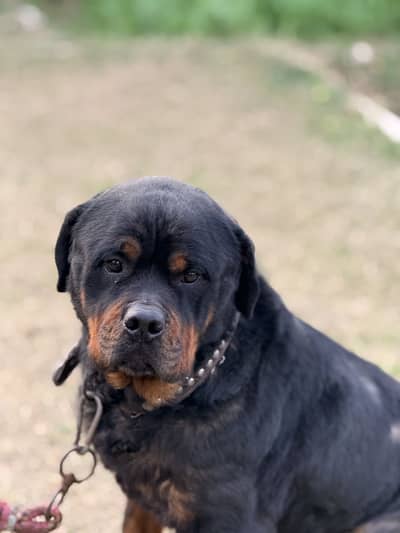 Rotweiler urgent sell