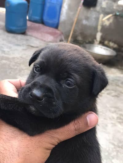 Labrador puppy for sale