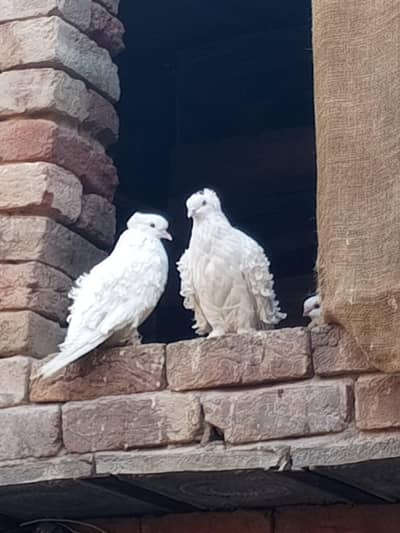 frill back broader pair male female confirm!