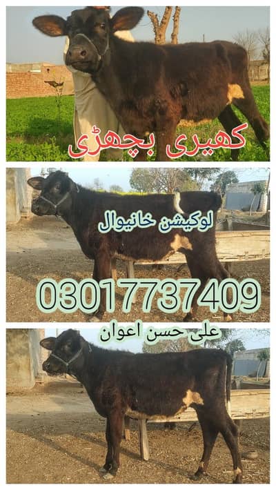 jursy 03017737409 Whatsapp