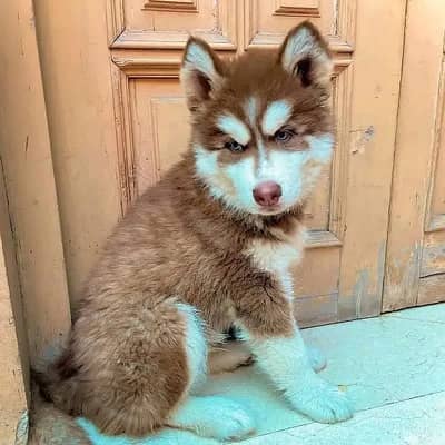 Alaskan Husky Brown Male Puppy Eextreme Quality For Sale