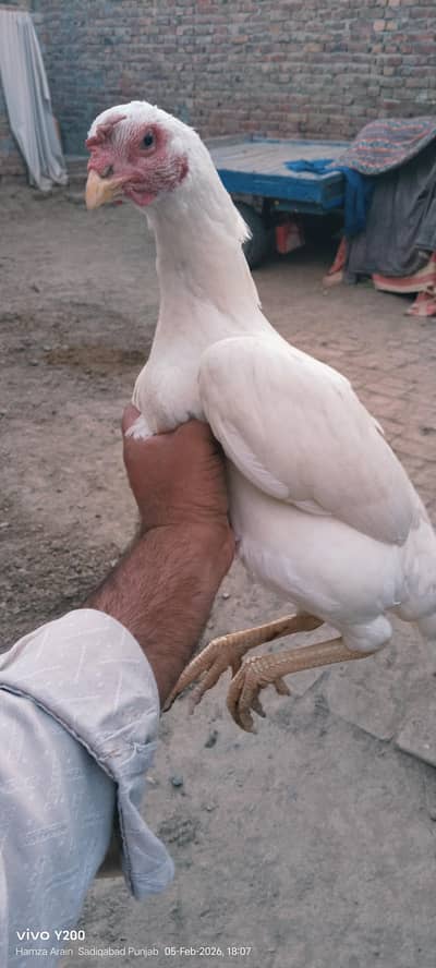 white Heera kurk madi for sale