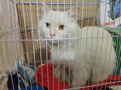 Russian Male Cat Blue&yellow eyes