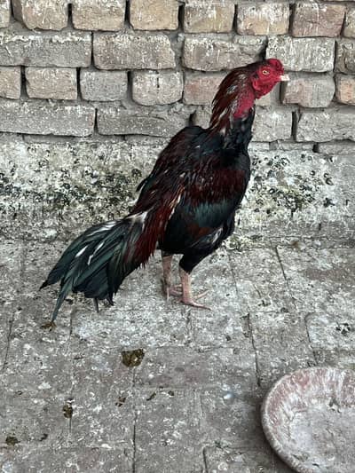 Aseel Murga High quality