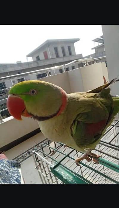 Kashmir raw parrot Full voice training