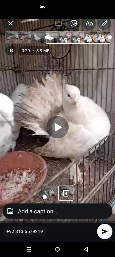 Faintail Pigeons available for sale