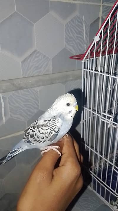 Australian parrot baby boy