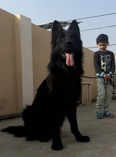 Black long coat pedigree male