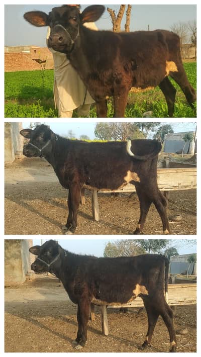 jursy 03017737409 Whatsapp