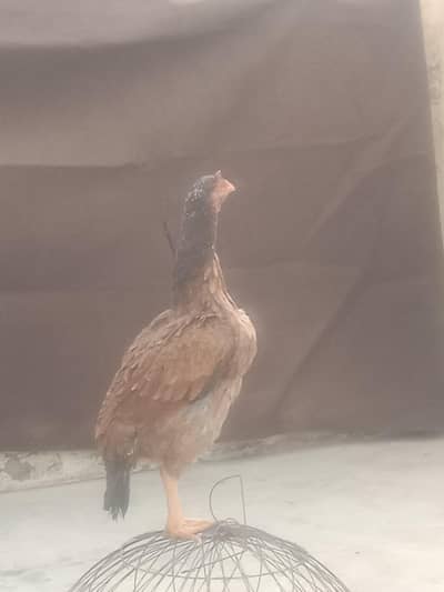3 quality aseel hen for sale egg laying