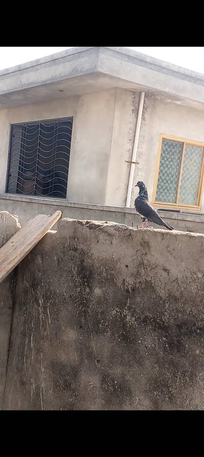 Chapre pathe for sale ha high flyer kabutar