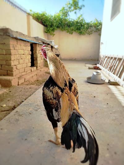 Mianwali Java Aseel | Lasani Aseel | Breeder Pair | High Quality