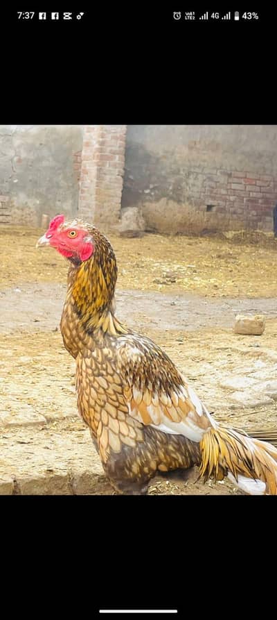 bohat acha aseel Bird