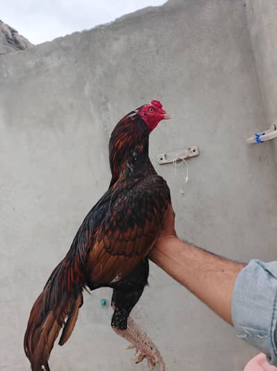 1 WHITE CHENA &1 KHAJORIA