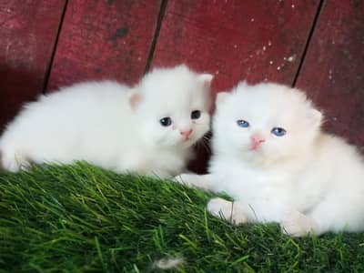 Persian kitten pair