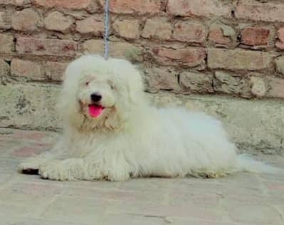 poodle  puppies | security dog for sale |