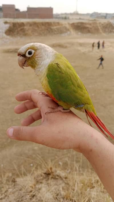 conure parrot