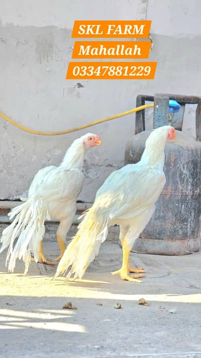 Indian Parrot | Parrot beak Male Pure Tamil nado | Coin Head Tampered