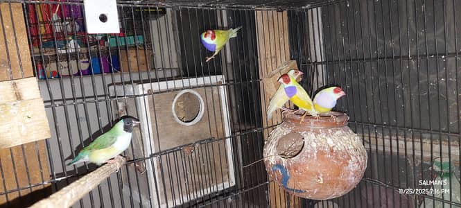 latino goldian pairs