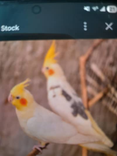 cocktails v pide  available for sale