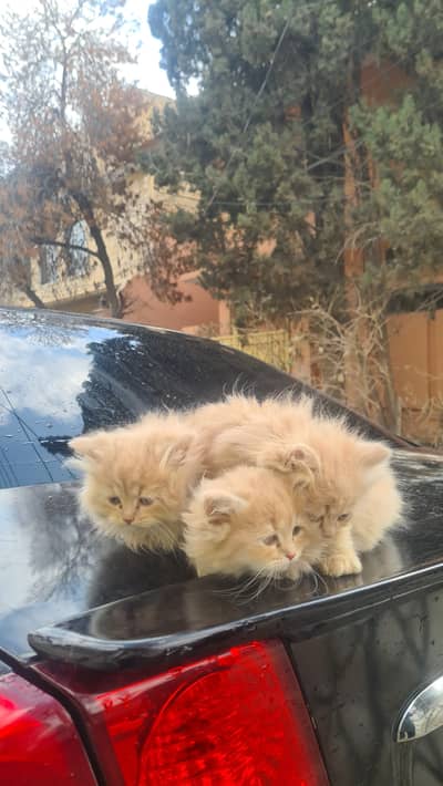 Persian Cute kitten baby