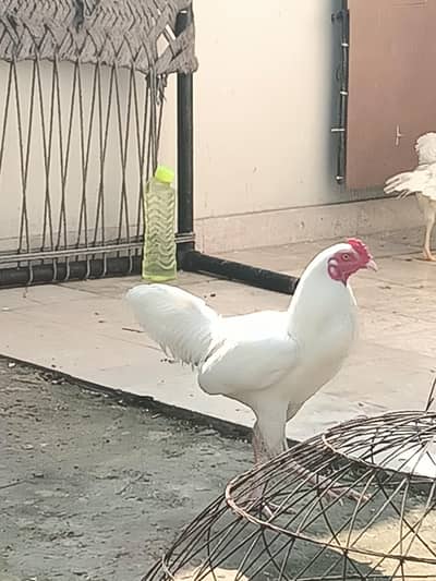 Heera Aseel Pair with Chicks