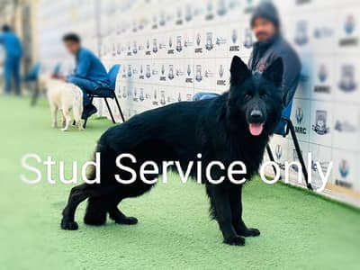 Black German shepherd Stud Service