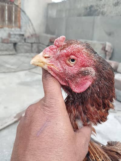 Quality Aseel Hens read add