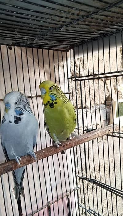 King pair with chick