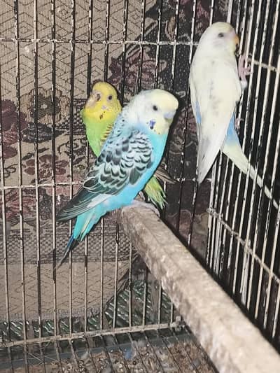 Aurtriallian parrot red eye black eye