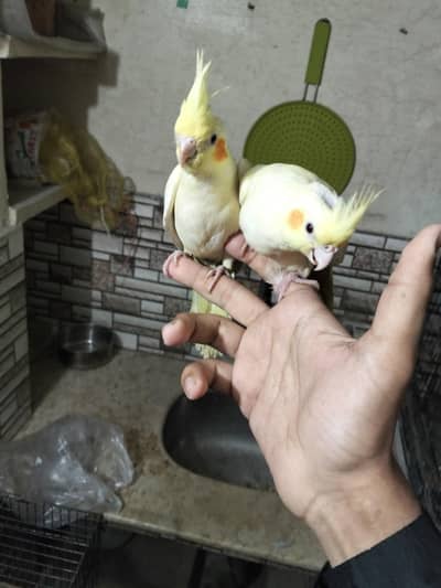 cocktail tame pcs for sale in lahore