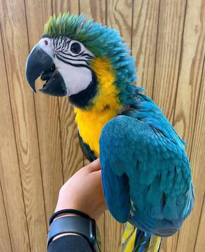 blue and gold macaw male