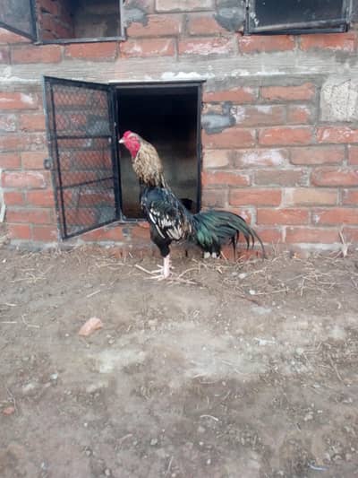 sawa patha for sale 3 kg