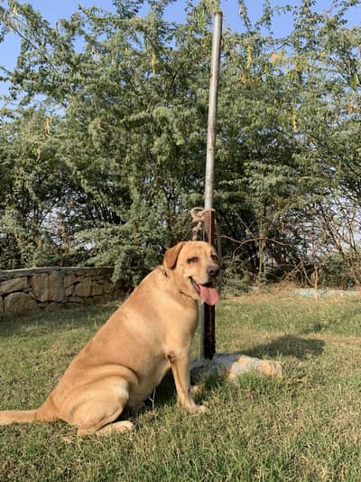 British Lab for Sale