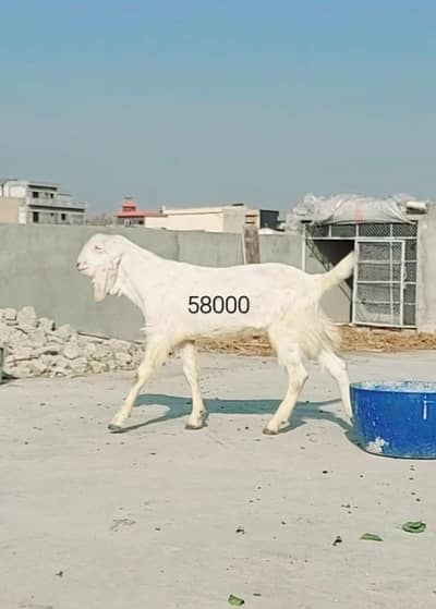 Healthy and Active Bakry