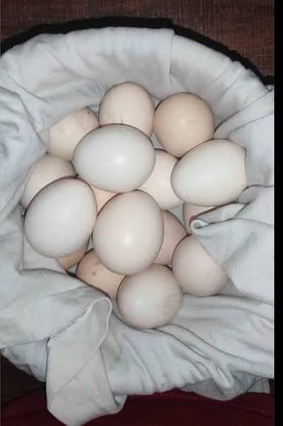 White Shamoo fertile eggs