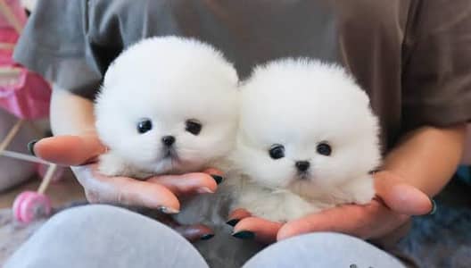 Pomeranian puppies 03111968618
