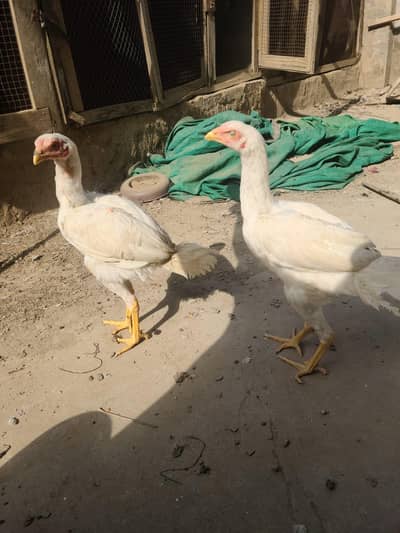 aseel hera chicks pair/cheena pair/chuza/chicks/
