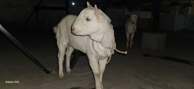 Good Bread & Unique Animals