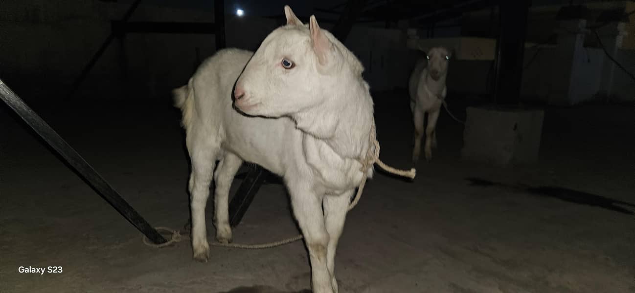 Good Bread & Unique Animals 0