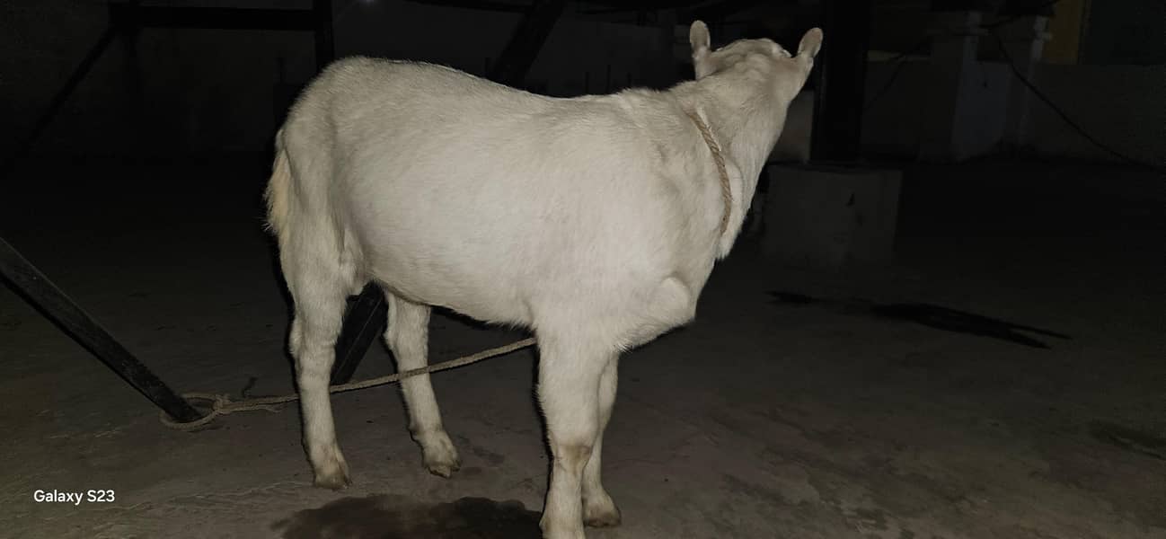 Good Bread & Unique Animals 1