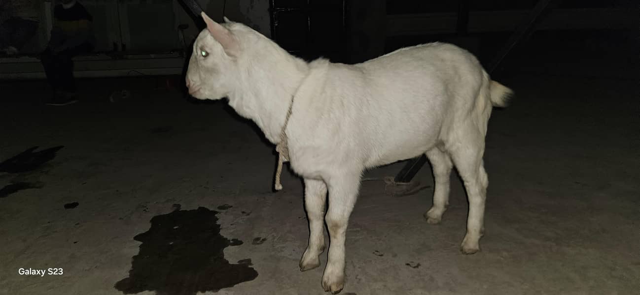 Good Bread & Unique Animals 2