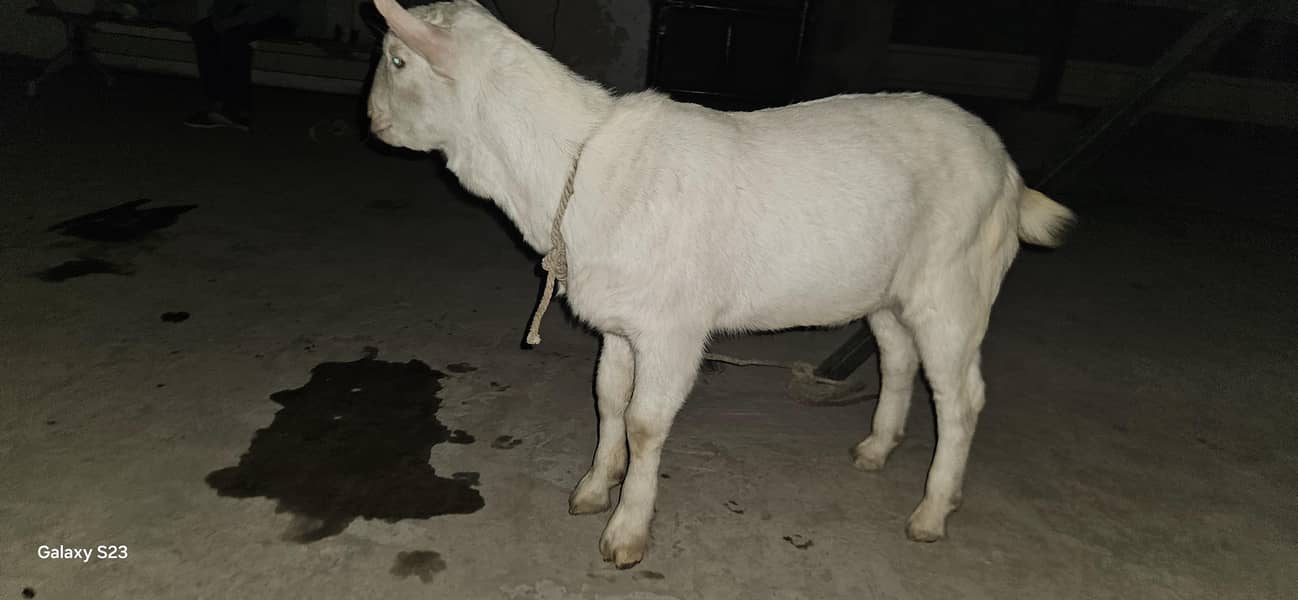 Good Bread & Unique Animals 3